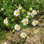 Anthemis cotula 花