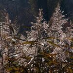 Phragmites australis Flower