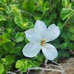 Barleria robertsoniae Kvet