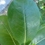 Gardenia taitensis Folha