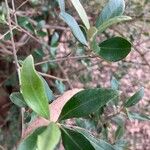 Bursaria spinosa Leaf