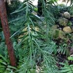 Araucaria angustifolia Hoja