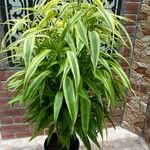 Dracaena braunii Hostoa