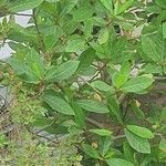 Ficus racemosa পাতা