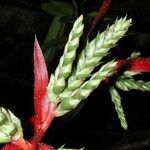 Aechmea pubescens Kabuk