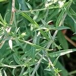 Symphyotrichum lanceolatum Leaf