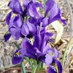 Iris reticulata Blomst