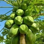 Carica papaya 果實