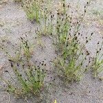 Juncus alpinoarticulatus Habit