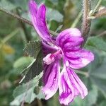 Malva setigera 花