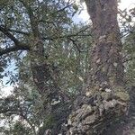 Quercus suber Leht