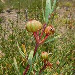 Tetracoccus dioicus Fruit