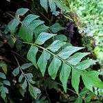 Asplenium hemitomum Otro
