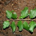 Xylosma flexuosa 葉