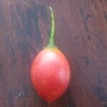 Solanum betaceum 果