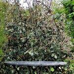 Cotoneaster glaucophyllus 葉