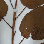 Ficus cremersii Máis