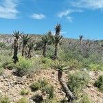 Aloe ferox Hábitos