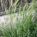 Hordeum murinum Plante entière