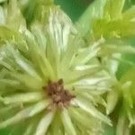 Cyperus ligularis Kvet