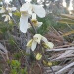 Asimina reticulata Květ