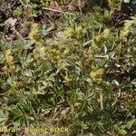 Alchemilla saxatilis Habit