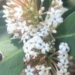 Acokanthera oppositifolia Flower