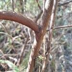 Hypericum revolutum Bark