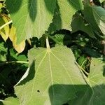 Triumfetta cordifolia List