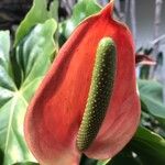 Anthurium nymphaeifolium Bloem