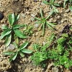 Anthemis secundiramea Anders