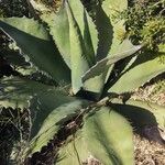 Agave shaferi Листок