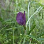 Vicia peregrina Flor