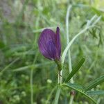 Vicia peregrina Квітка