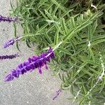 Salvia leucantha Cav.Lorea