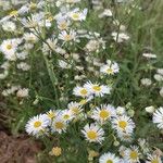 Erigeron strigosusFlower