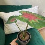 Caladium bicolorLeaf