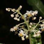 Saurauia yasicae Flower