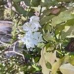 Tabernaemontana stapfiana Kvet