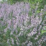 Vicia dalmatica Агульны выгляд