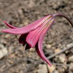 Lilium bolanderi Flor