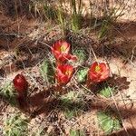 Echinocereus triglochidiatus Цветок