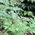 Cyperus hermaphroditus Alkat (teljes növény)