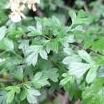 Crataegus azarolus Leaf