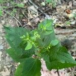 Ageratina altissimaЛіст