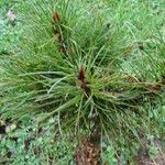 Pinus koraiensis 形態