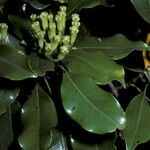 Syzygium aromaticum ᱵᱟᱦᱟ