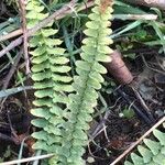 Asplenium platyneuronDeilen