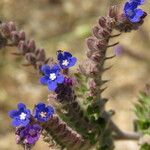 Anchusa procera Blüte