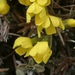 Androsace vitaliana Λουλούδι
